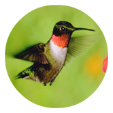 DAROUND 027 Humming Bird 1